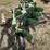 john-deere-no.-44-three-point-three-bottom-plow-image-4