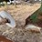 john-deere-three-point-three-bottom-plow-image-16