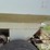 jt-pull-type-dry-fertilizer-spreader-image-9