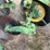 john-deere-pull-type-two-bottom-plow-image-14