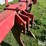 case-ih-10-image-9
