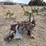 john-deere-three-point-two-bottom-plow-image-5