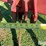 case-ih-10-image-14