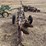 john-deere-no.-44-pull-type-two-bottom-plow-image-4