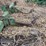 five-shank-subsoiler-image-6