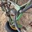 john-deere-pull-type-four-bottom-plow-image-13