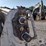 bobcat-t650-image-24