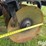 2017-sunflower-1436-27-image-18