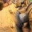 1992-caterpillar-d8n-image-99