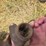 hesston-1110-image-15