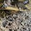 2019-caterpillar-320-image-83