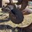 john-deere-pull-type-three-bottom-plow-image-30