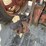 farmall-300-gas-image-28