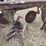 john-deere-pull-type-four-bottom-plow-image-12