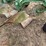john-deere-pull-type-three-bottom-plow-image-10