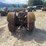 fordson-english-image-4