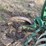 john-deere-pull-type-two-bottom-plow-image-18