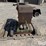 bandsaw-image-4