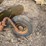 john-deere-three-point-three-bottom-plow-image-13