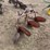 john-deere-pull-type-three-bottom-plow-image-4