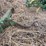 five-shank-subsoiler-image-7