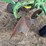 john-deere-pull-type-two-bottom-plow-image-15