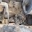 buffalo-springfield-steam-road-roller-image-44