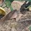 john-deere-no.-44-pull-type-two-bottom-plow-image-13
