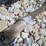 #24826-•-dozer-parts-image-9
