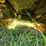 caterpillar-d5-image-94
