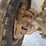 2003-dodge-ram-3500-image-86