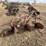 massey-ferguson-72-image-5