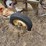 john-deere-pull-type-five-bottom-plow-image-10