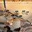 2004-peterbilt-330-image-6