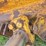 caterpillar-d5-image-90