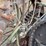 15hp-russell-traction-engine-engine-image-45