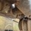 1969-caterpillar-d6c-image-52
