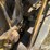 1947-caterpillar-d2-image-17