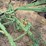 john-deere-pull-type-two-bottom-plow-image-12
