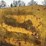 caterpillar-fifteen-image-23