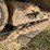 2019-caterpillar-320-image-77