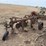 mccormick-pull-type-three-bottom-plow-image-5
