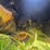 caterpillar-it38f-image-18
