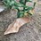 john-deere-pull-type-two-row-planter-image-16