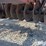 case-ih-496-image-12