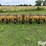 buffalo-4600-image-2