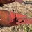 john-deere-three-point-two-bottom-plow-image-15