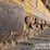 2020-caterpillar-d6k2-lgp-image-13