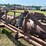 #52670-•-20'-stubble-roller-inv#52670-image-16