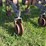 #52693-•-sprayrite-10-row-30"-cultivator-inv#52693-image-31